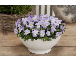 Pianta di Viola a fiore piccolo Floral Power Beacon yellow