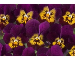 Pianta di Viola a fiore piccolo Floral Power Lavender pinl