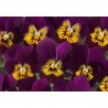 Pianta di Viola a fiore piccolo Floral Power Lavender pinl