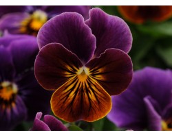Pianta di Viola a fiore piccolo Sorbet Antique shades