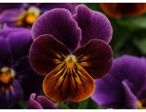 Pianta di Viola a fiore piccolo Sorbet Antique shades