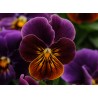 Pianta di Viola a fiore piccolo Sorbet Antique shades