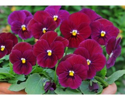 Pianta di Viola a fiore piccolo Sorbet CArmine rose