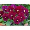 Pianta di Viola a fiore piccolo Sorbet CArmine rose