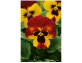 Pianta di Viola a fiore piccolo Sorbet  Carmine rose