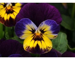 Pianta di Viola a fiore piccolo Sorbet Fire