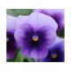 Pianta di Viola a fiore piccolo Sorbet Midnight glow