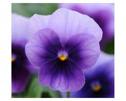Pianta di Viola a fiore piccolo Sorbet Midnight glow