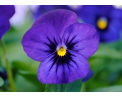 Pianta di Viola a fiore piccolo Sorbet XP Blue blotch