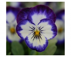 Pianta di Viola a fiore piccolo Sorbet XP Coconut swirl