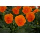Pianta di Viola a fiore piccolo Sorbet XP Deep Orange