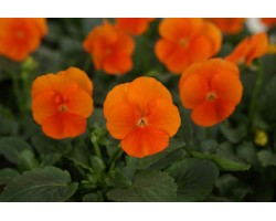 Pianta di Viola a fiore piccolo Sorbet XP Deep Orange