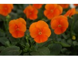 Pianta di Viola a fiore piccolo Sorbet XP Deep Orange