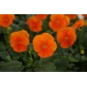 Pianta di Viola a fiore piccolo Sorbet XP Deep Orange