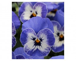 Pianta di Viola a fiore piccolo Sorbet XP Delft blue