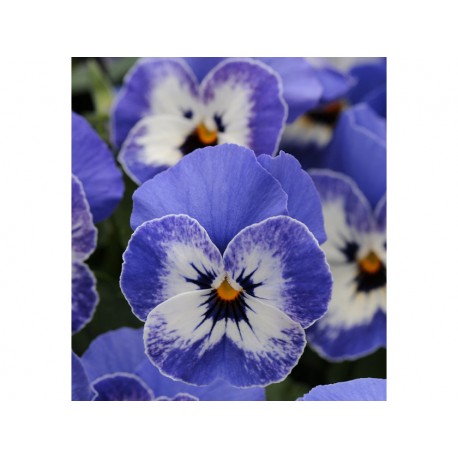 Pianta di Viola a fiore piccolo Sorbet XP Delft blue