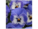 Pianta di Viola a fiore piccolo Sorbet XP Delft blue