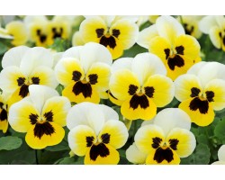 Pianta di Viola a fiore piccolo Sorbet XP Lemon ice blotch