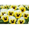Pianta di Viola a fiore piccolo Sorbet XP Lemon ice blotch