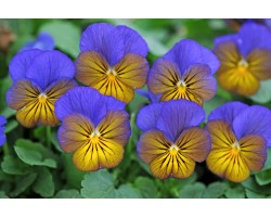 Pianta di Viola a fiore piccolo Sorbet XP Morpho