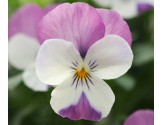 Pianta di Viola a fiore piccolo Sorbet XP Pink wing