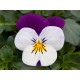 Pianta di Viola a fiore piccolo Sorbet XP White jump up