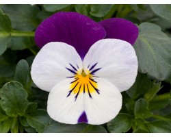 Pianta di Viola a fiore piccolo Sorbet XP White jump up