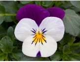 Pianta di Viola a fiore piccolo Sorbet XP White jump up