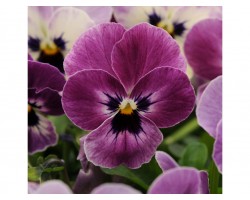 Pianta di Viola a fiore piccolo Sorbet XP Raspberry