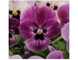 Pianta di Viola a fiore piccolo Sorbet XP Raspberry