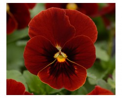 Pianta di Viola a fiore piccolo Sorbet XP Red Blotch