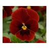 Pianta di Viola a fiore piccolo Sorbet XP Red Blotch