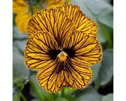 Pianta di Viola a fiore piccolo Sorbet XP Red blotch
