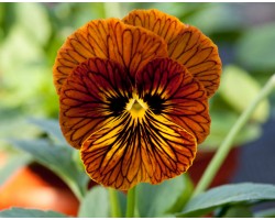 Pianta di Viola a fiore piccolo Tiger eye  Yellow impr.