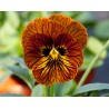 Pianta di Viola a fiore piccolo Tiger eye  Yellow impr.