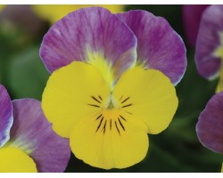 Pianta di Viola a fiore piccolo Sorbet XP Yellow pink jump up