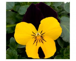 Pianta di Viola a fiore piccolo Sorbet XP Yellow jump up