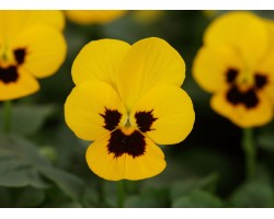 Pianta di Viola a fiore piccolo Sorbet XP Yellow blotch