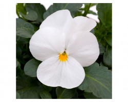 Pianta di Viola a fiore piccolo Sorbet XP White