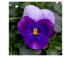 Pianta di Viola a fiore piccolo Sorbet Violet beacon
