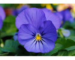 Pianta di Viola a fiore piccolo Sorbet XP Violet beacon