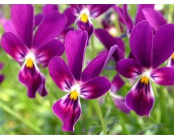 Pianta di Viola a fiore piccolo Sorbet XP True blue