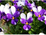 Pianta di Viola a fiore piccolo La collina dei conigli   “Wild Rabbit Violetta”