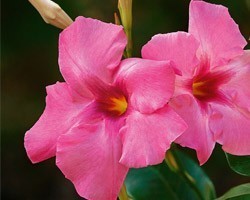 Pianta di Dipladenia Turmaline Pink (Vaso 14 cm)