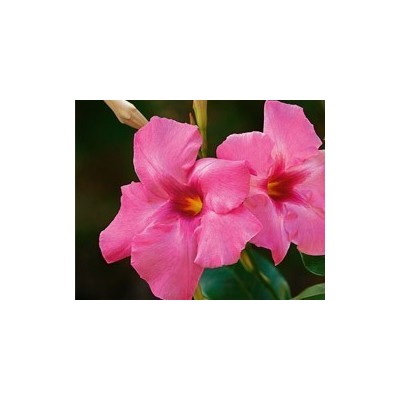 Pianta di Dipladenia Turmaline Pink (Vaso 14 cm)