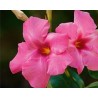 Pianta di Dipladenia Turmaline Pink (Vaso 14 cm)