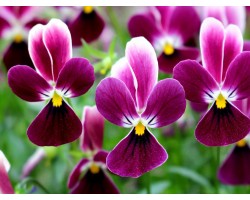 Pianta di Viola a fiore piccolo La collina dei conigli   “Wild Rabbit Nicchio”