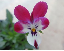 Pianta di Viola a fiore piccolo La collina dei conigli   “Wild Rabbit Mirtillo”