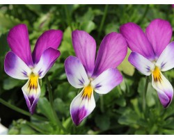 Pianta di Viola a fiore piccolo La collina dei conigli   “Wild Rabbit Lucy”
