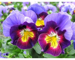 Pianta di Viola a fiore piccolo Le Stelle Vega